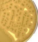 Основа анаэробного желточного агара Anaerobic Egg Agar Base (M902)