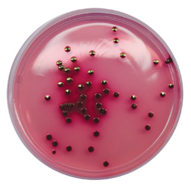 Питательная среда для выделения и дифференциации E.coliO157:H7 и других энтеробактерий по признаку ферментации сорбита сухая (Сорбитол E.coli O157:H7 агар)
